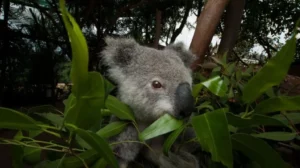 Koala