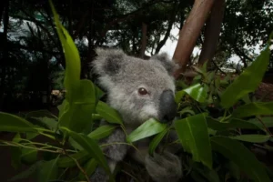 Koala