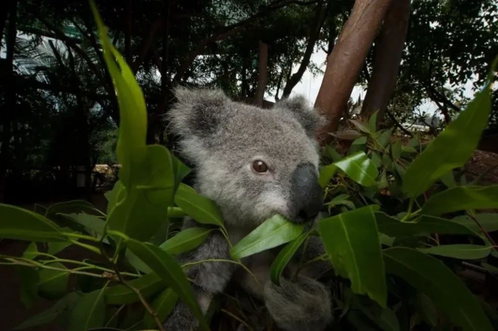 Koala