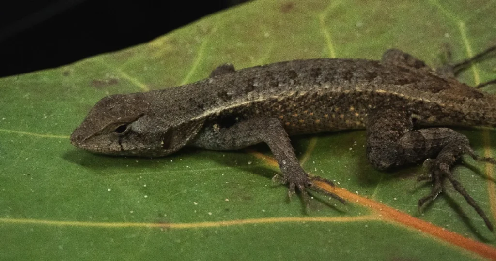 LAGARTIJA