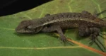 Lagartijas yucatecas podrían desaparecer por el cambio climático, alerta la UNAM 7 LAGARTIJA