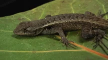 LAGARTIJA