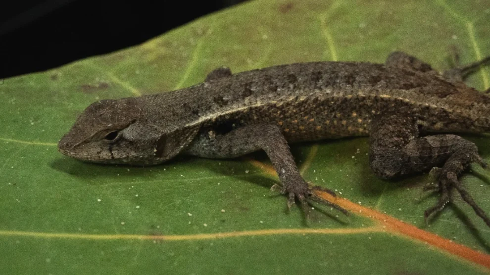 LAGARTIJA