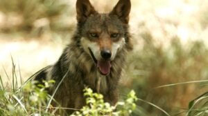 lobo
