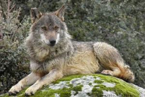 lobo