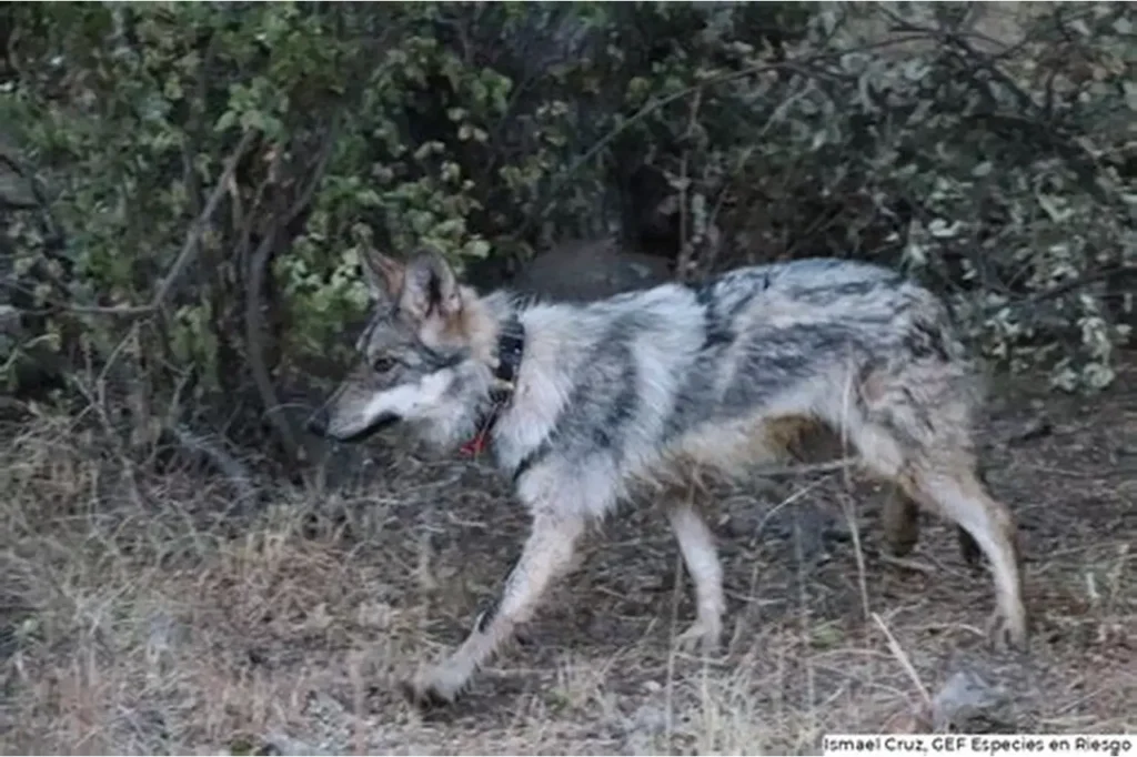 Durango se prepara para recibir y liberar lobos mexicanos en un esfuerzo histórico de conservación 10 lobos mexicanos