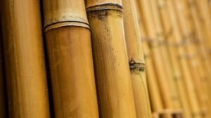madera
