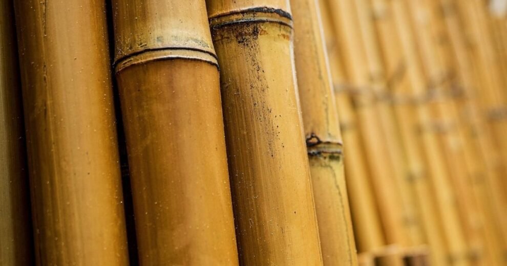 Más fuerte que la madera, más flexible que el acero: así es la guadua 11 madera