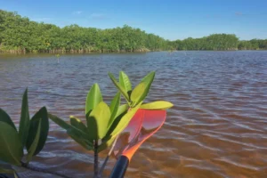 manglar