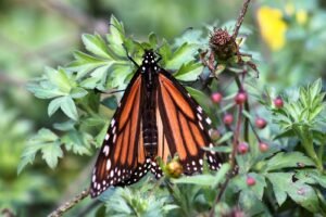 mariposa monarca