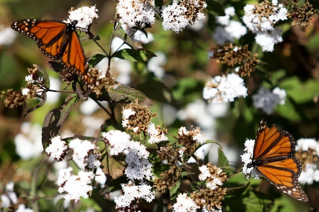 Un regreso que emociona: la mariposa monarca llena de vida los oyameles 10 mariposa monarca