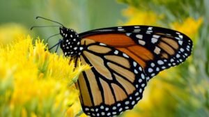 mariposa monarca