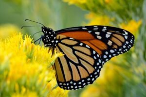 mariposa monarca
