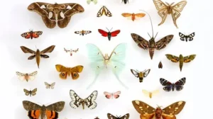 mariposas