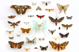 mariposas