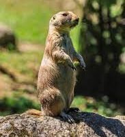 marmota