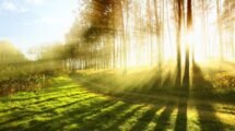MEDIO AMBIENTE