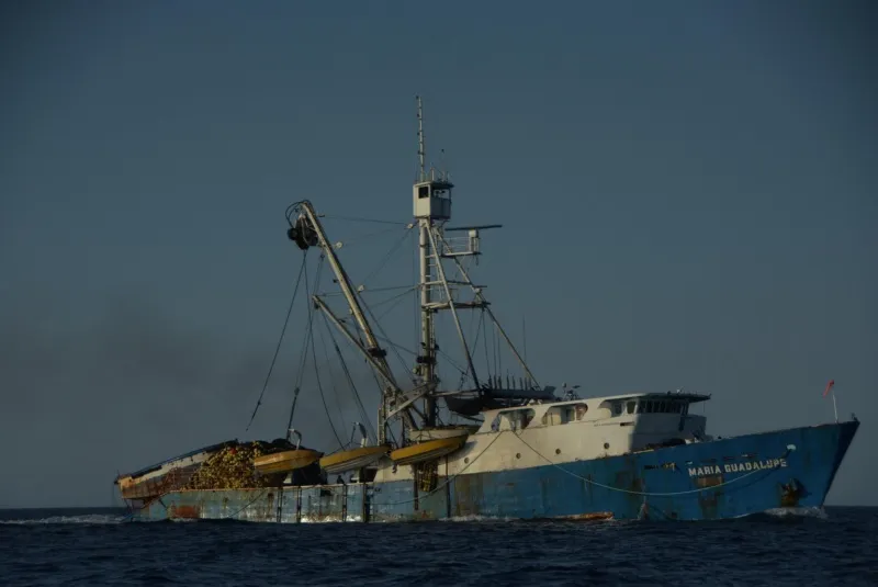 Alerta legislativa: Exigen en el Senado frenar el impacto irreversible de megacruceros en santuarios de ballenas 11 megacruceros en santuarios de ballenas