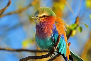 aves