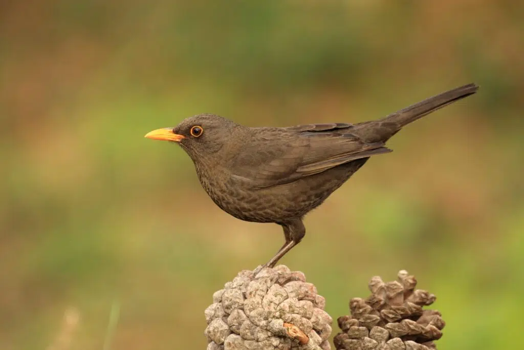 El negocio de la naturaleza: aves mantienen la salud y productividad de ecosistemas 10 ave