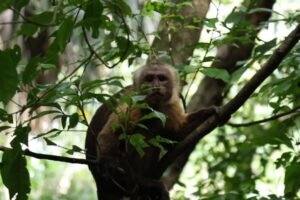 primates