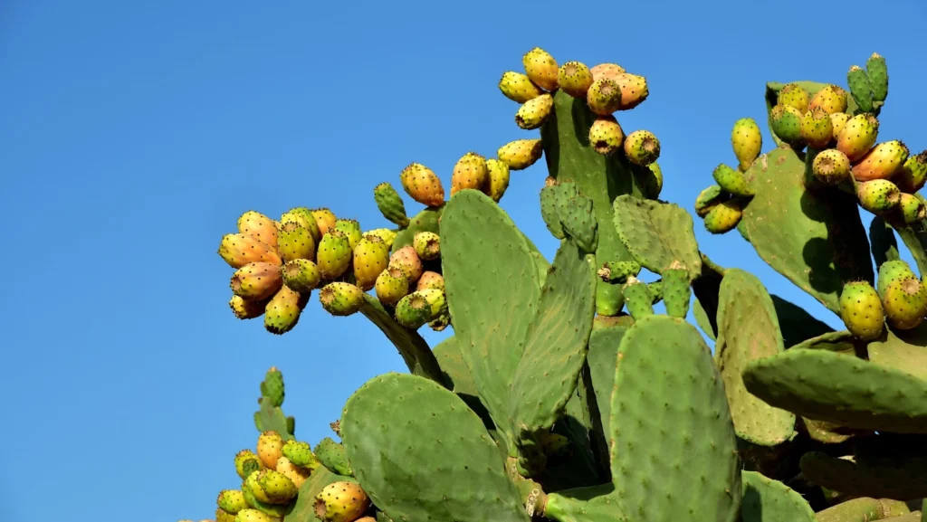 nopal