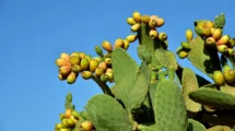nopal