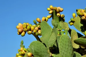 nopal