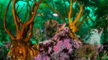 oceana l eduardo sorensen l pisagua iii