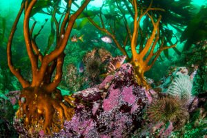 oceana l eduardo sorensen l pisagua iii