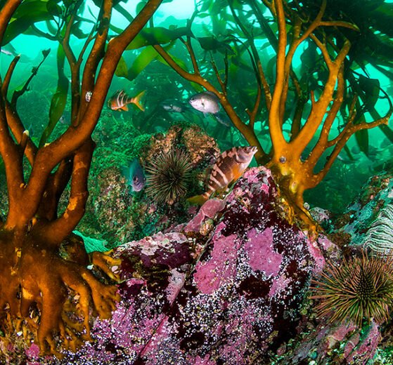 oceana l eduardo sorensen l pisagua iii