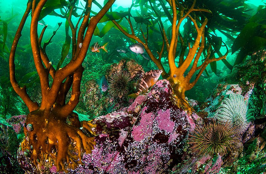 oceana l eduardo sorensen l pisagua iii