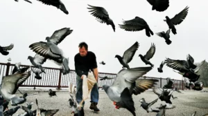 Especies urbanas en peligro