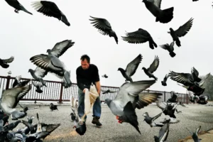 Especies urbanas en peligro