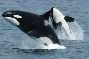 orcas