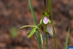 orquídea