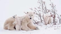 osos polares