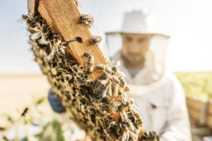 colmena de abejas