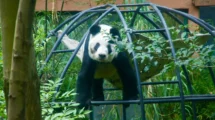 panda gigante
