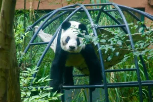 panda gigante
