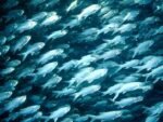 peces