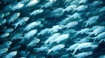 peces