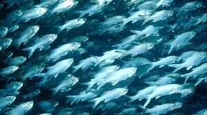 peces