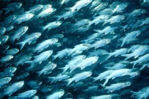 peces