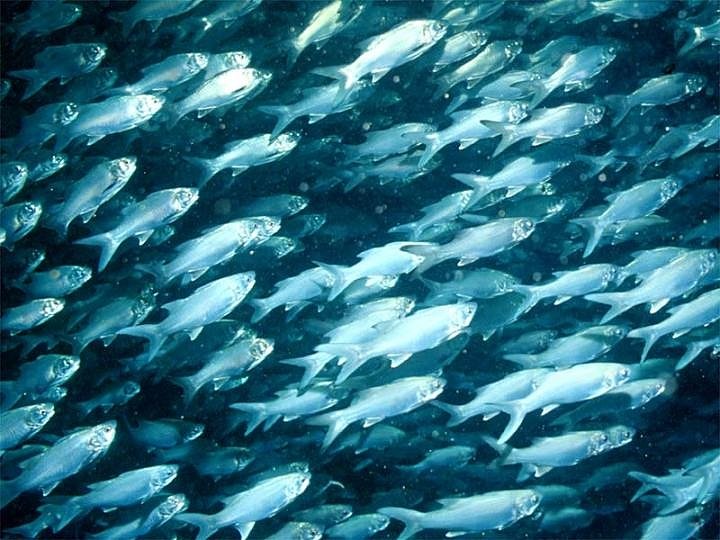 peces