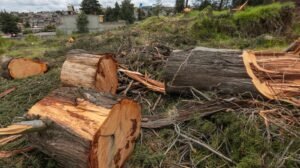 Árboles talados en un terreno.