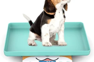 perrito