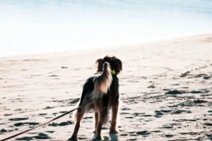 perro