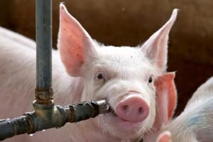 Bienestar animal en pausa