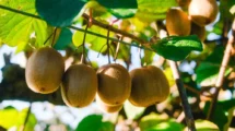 pistacho